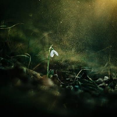 Single delicate white flower emerging from dark soil, illuminated by soft sunlight in a serene natural setting.