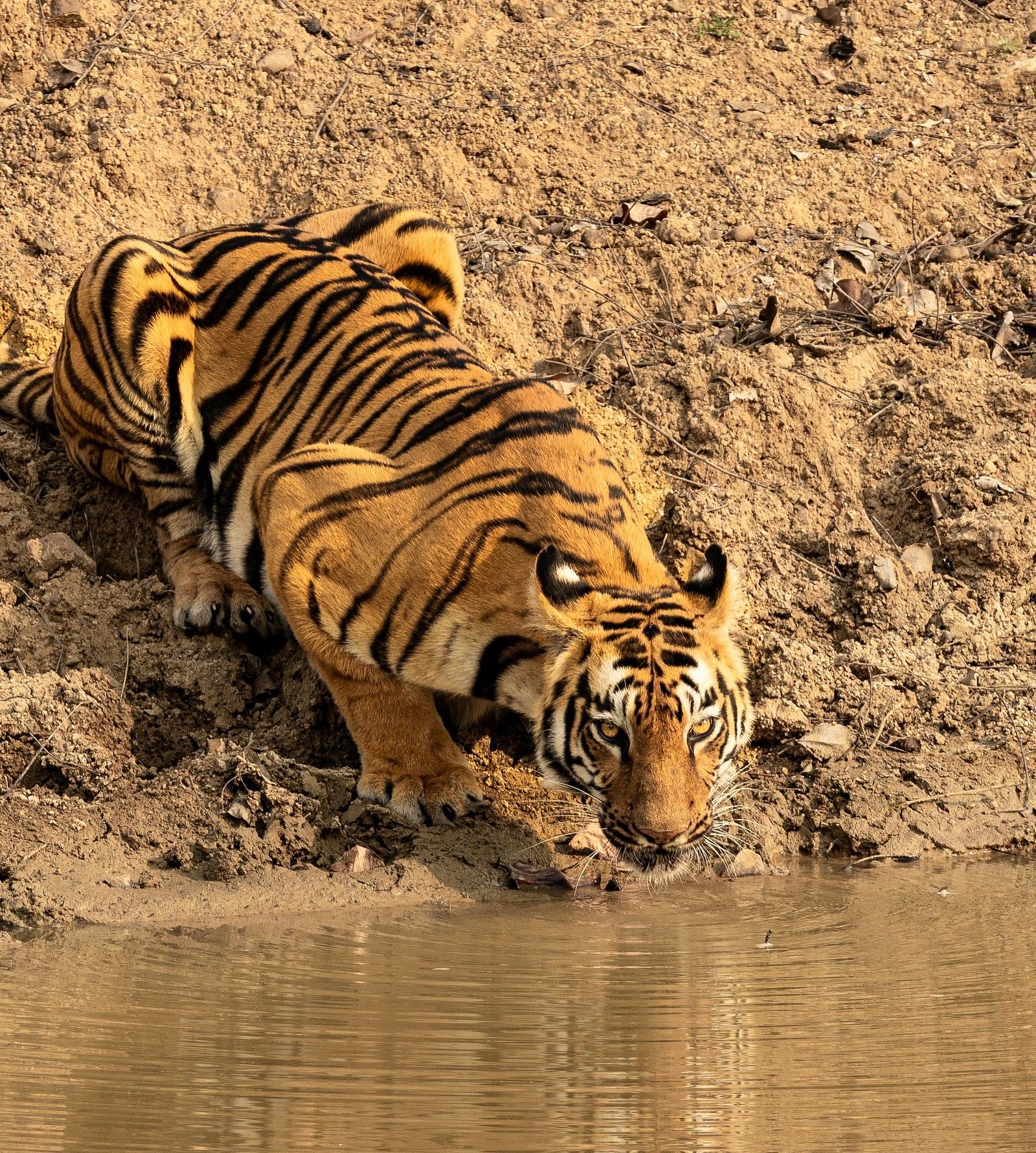 A Bengal water drinking water from a pond at Trees N Tigers, Tadoba.