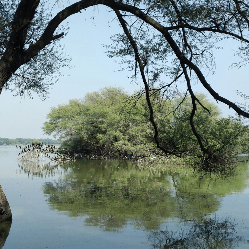 A view of a tree and a mangrove in the distance on a waterbody surrounded it at India's first Marine National Park.