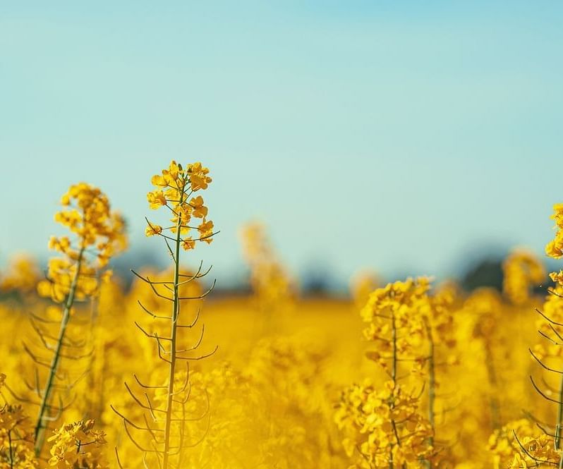 A field of full of flowers against the sky
