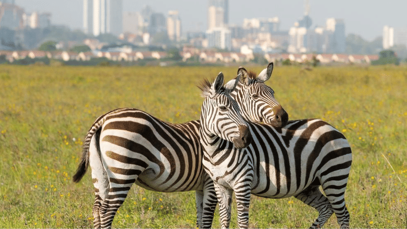 Zebras at the Nairobi National Park.