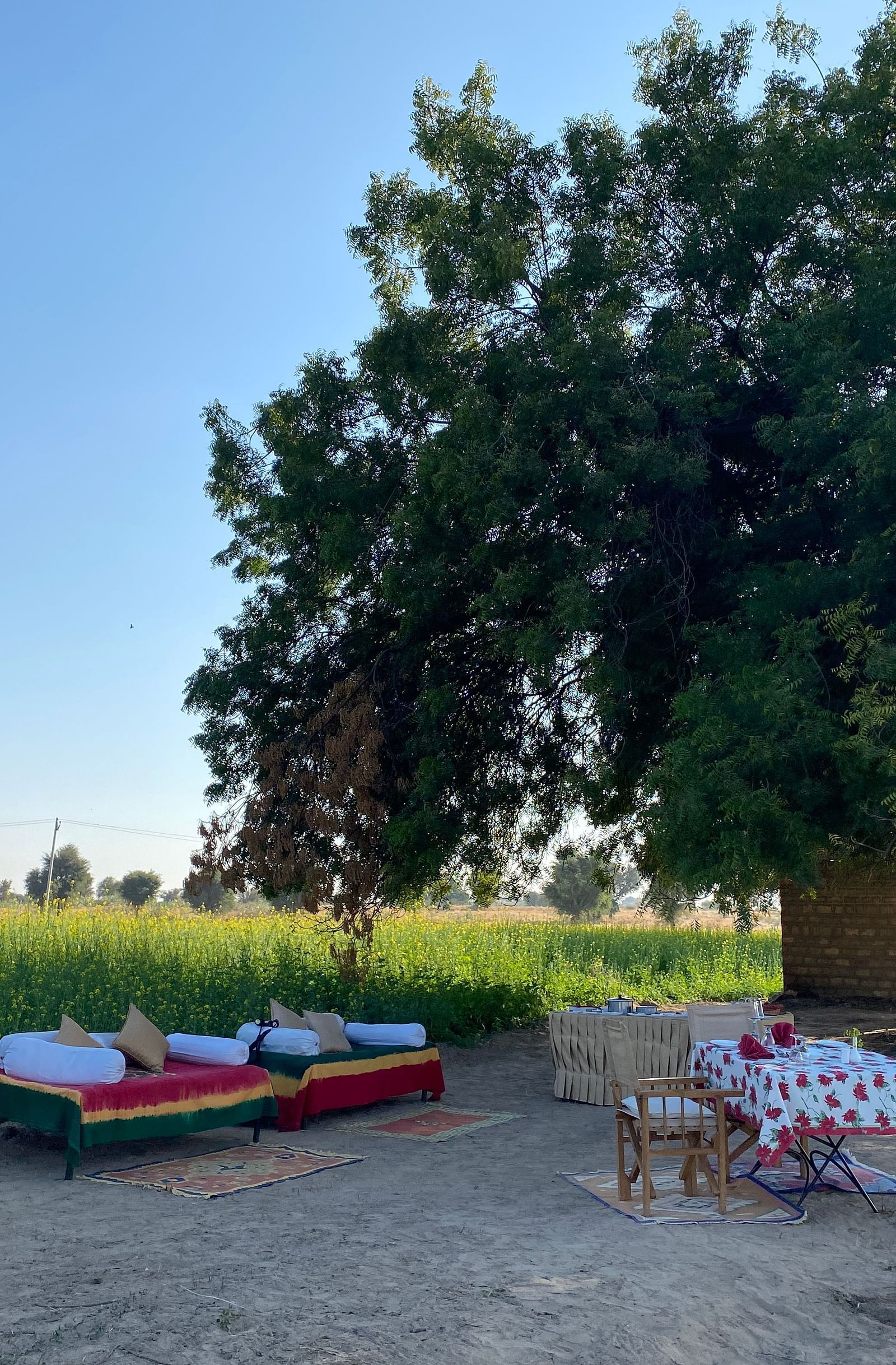 Dining arrangement under a Gulmohar tree inside a mustard field