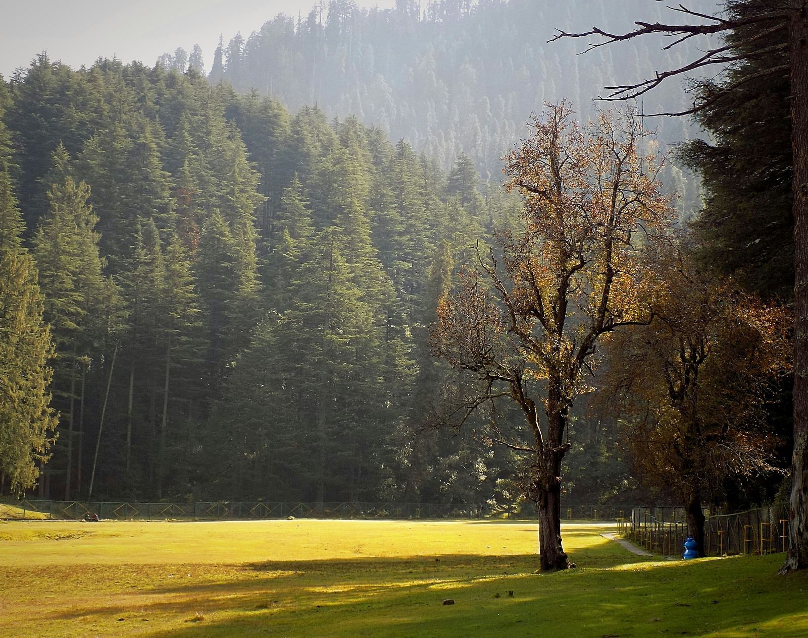 Sunlit forest clearing with tall pine trees and a bare tree in the foreground, surrounded by lush greenery and misty hills in the background.