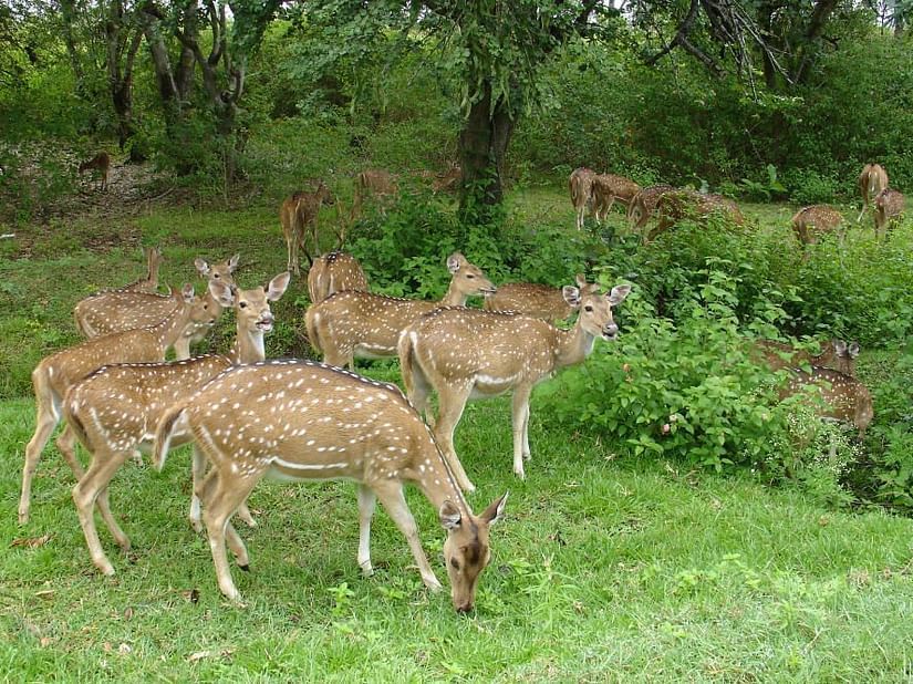 1 Sariska National Park