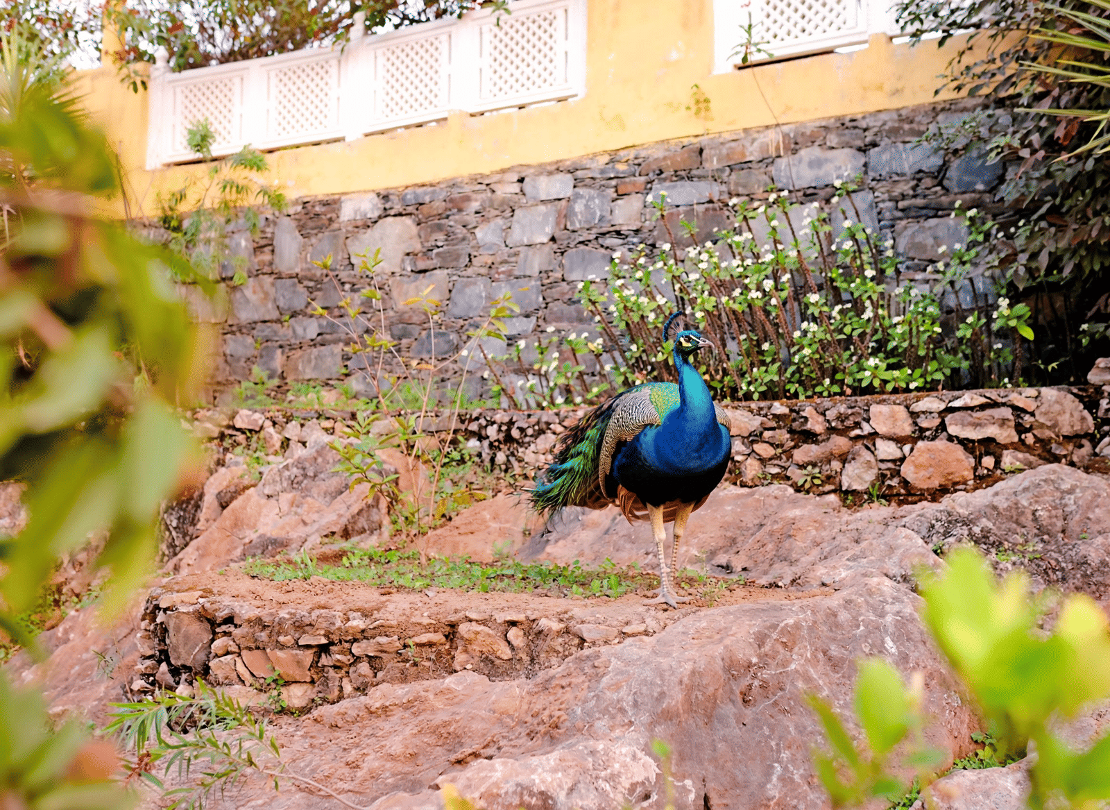 peacock