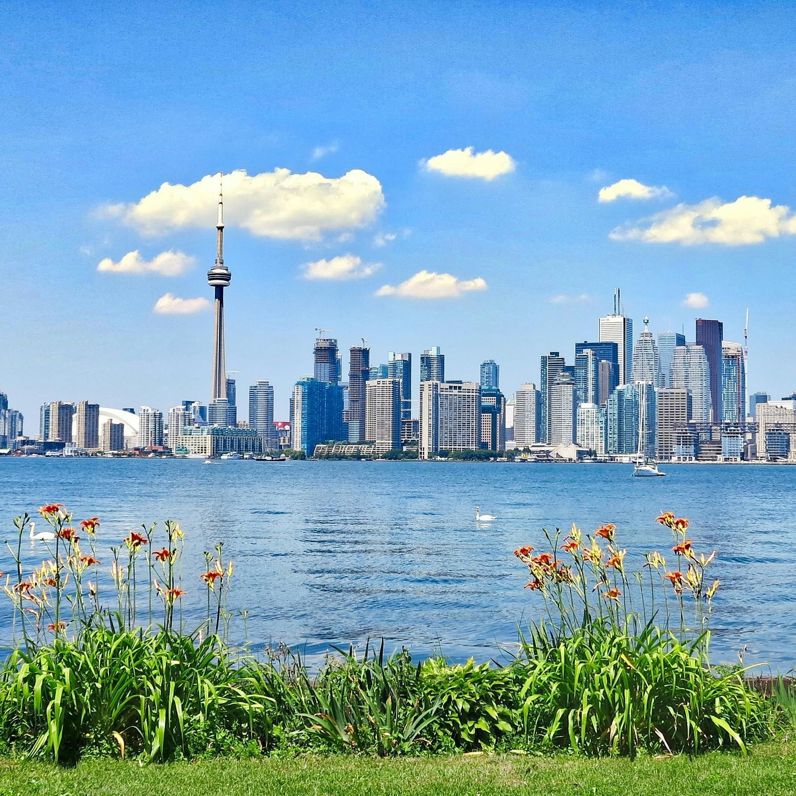 A lake view with city buildings in the background and grass in the foreground