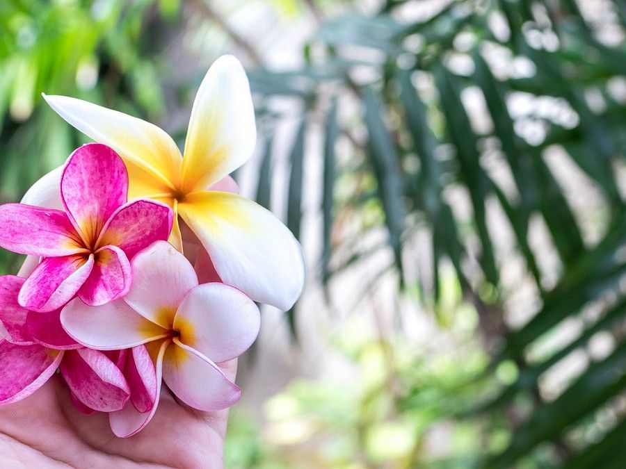 A women holding the different colours of flowers during the bright sunlight , Amanvana Resort and Spa,  Coorg Activities 2