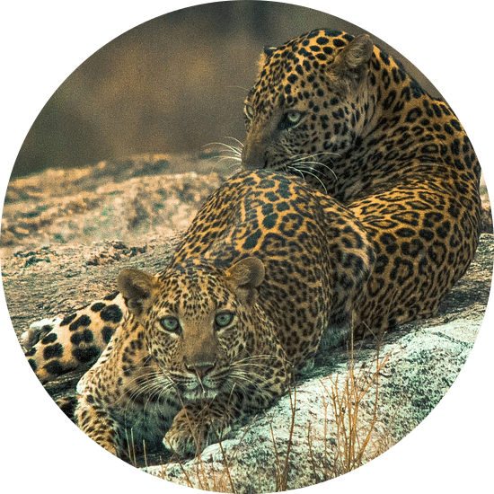 2 leopards on a rock at Jawai