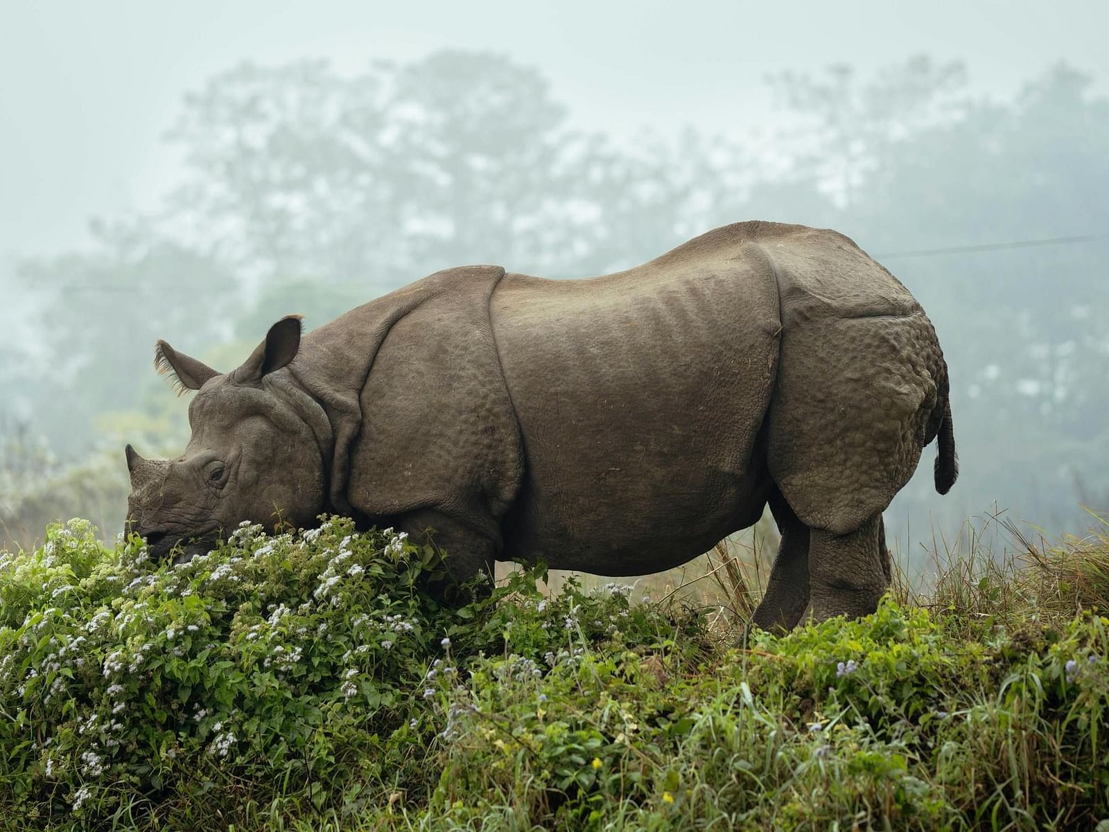 A rhinoceros eating from a bush in a misty landscape with trees in the background.