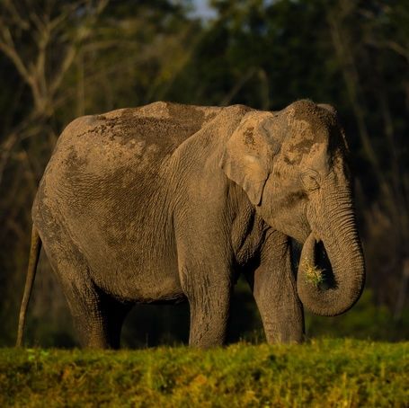 Asian elephant eating grass in a lush forest.