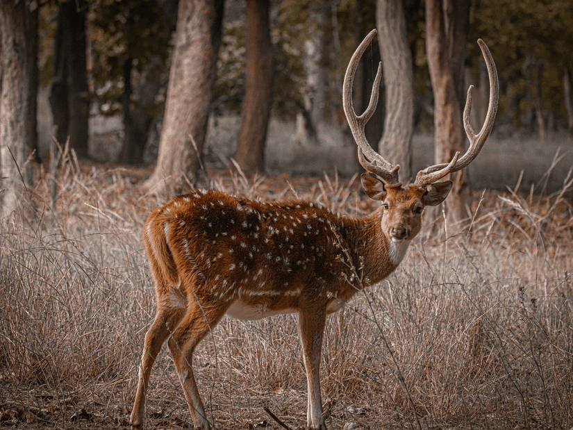 A chital deer standing amid tall grass