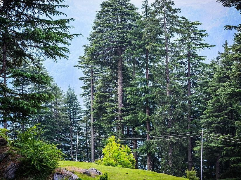 large trees on the sides of a road and electric posts along the side of the road
