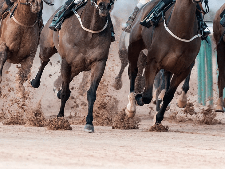 Majestic horses captured from below as they race along the track in powerful motion - S Hotel Kingston, Jamaica