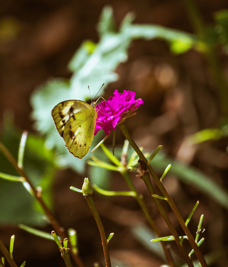 Butterfly resting on a vibrant pink flower surrounded by lush garden foliage | YAAN Udaipur