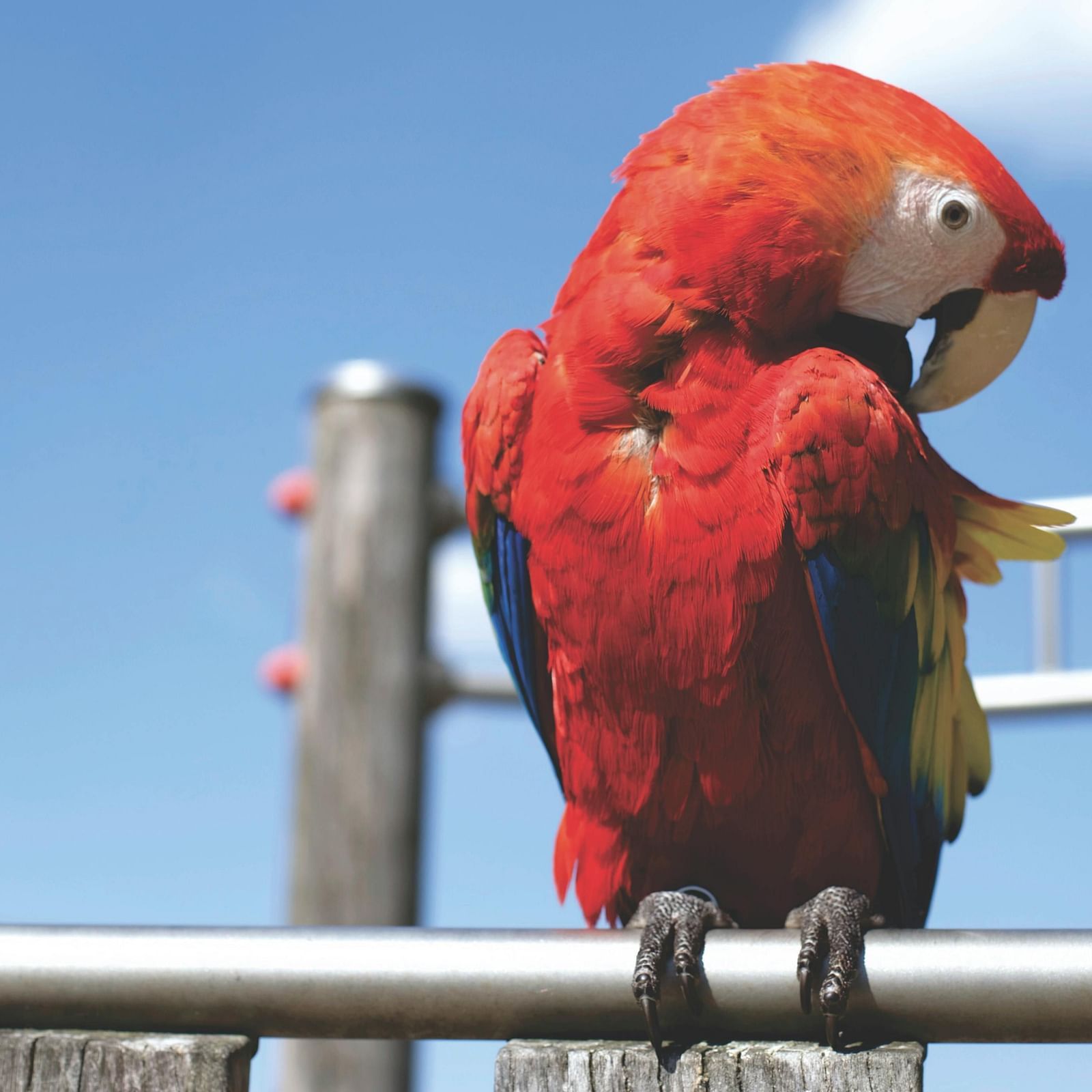 A vibrant red macaw perched on a metal bar against a blue sky with playground equipment in the background.