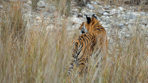 Jungle Safari at jim corbett- The Golden Tusk