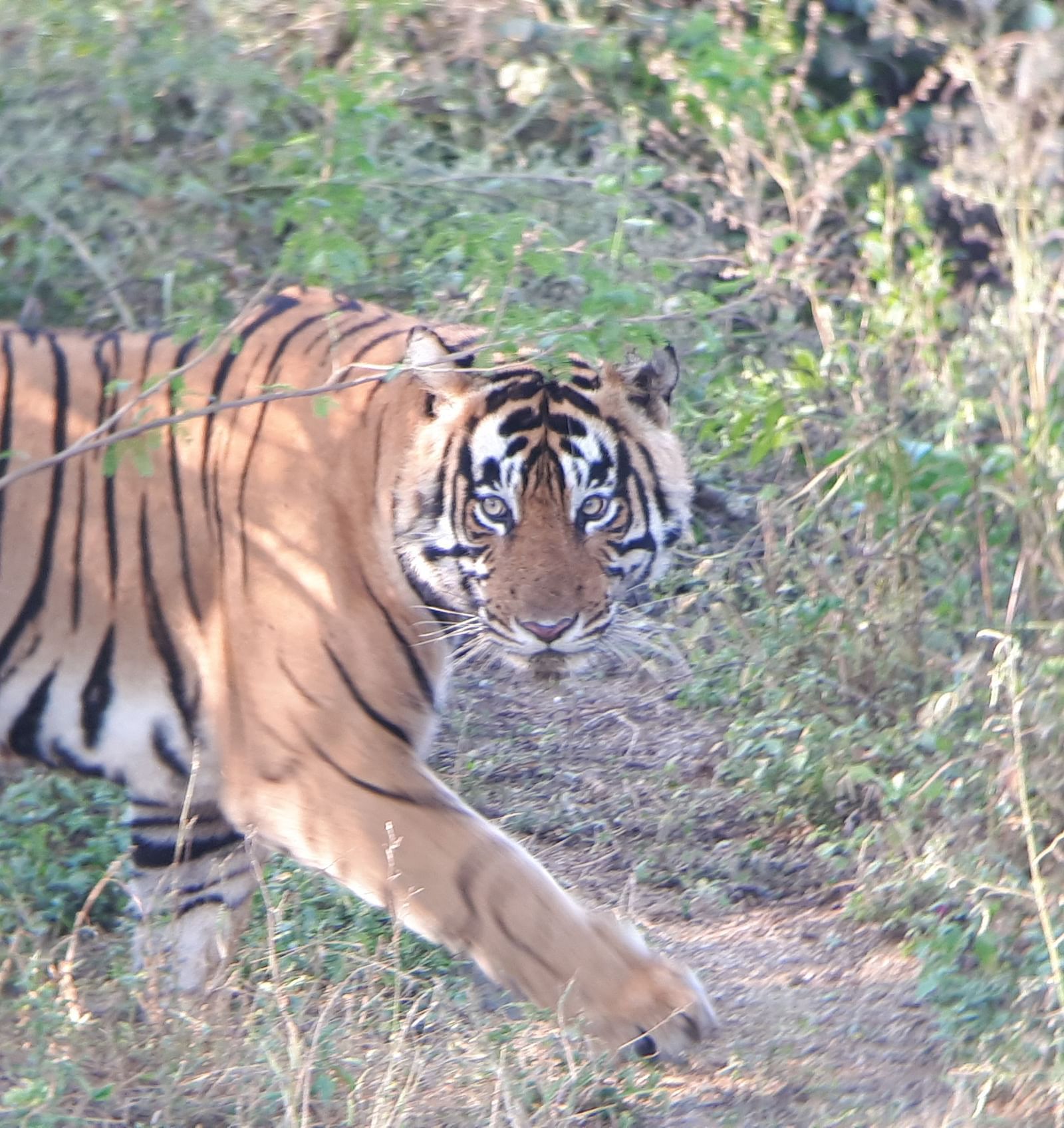 An image of a tiger in a jungle