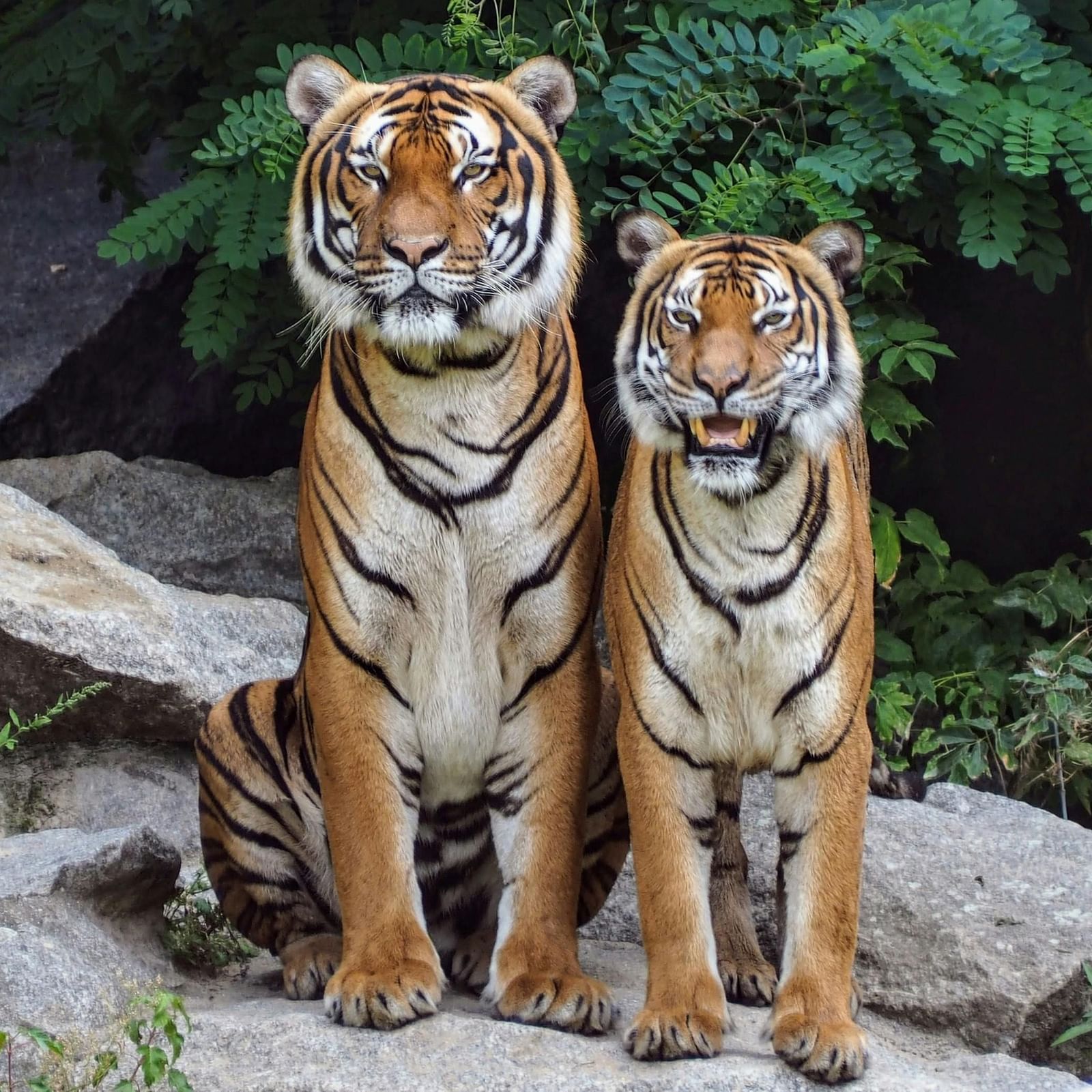 Two tigers sitting side by side on a rocky surface, with plants framing the scene.
