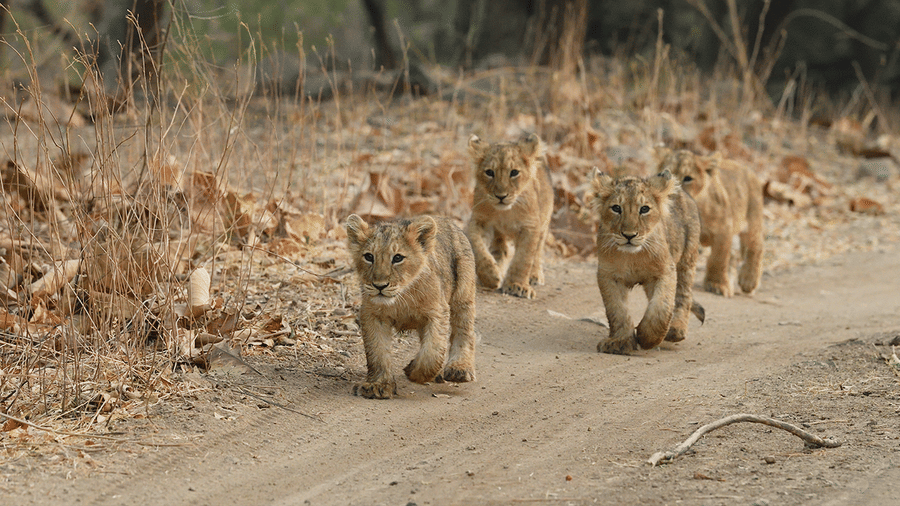Shot of lion cubs walking on a trail, on the jungle safari of Daksh Eden Greenz, Sasan Gir