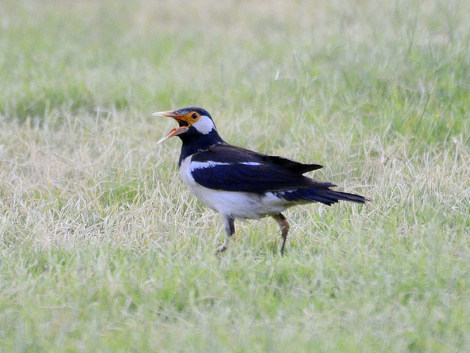 A picture of PIED STARLING standing on agrass field with its mouth open, captured in the day time