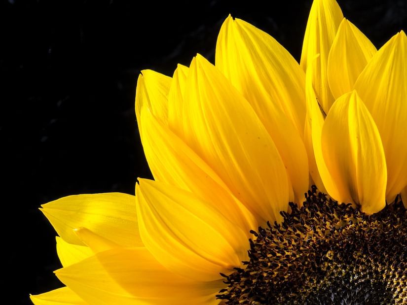 Close up shot of a sunflower