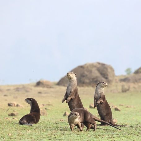 Smooth-coated otters on grassy terrain, some standing.