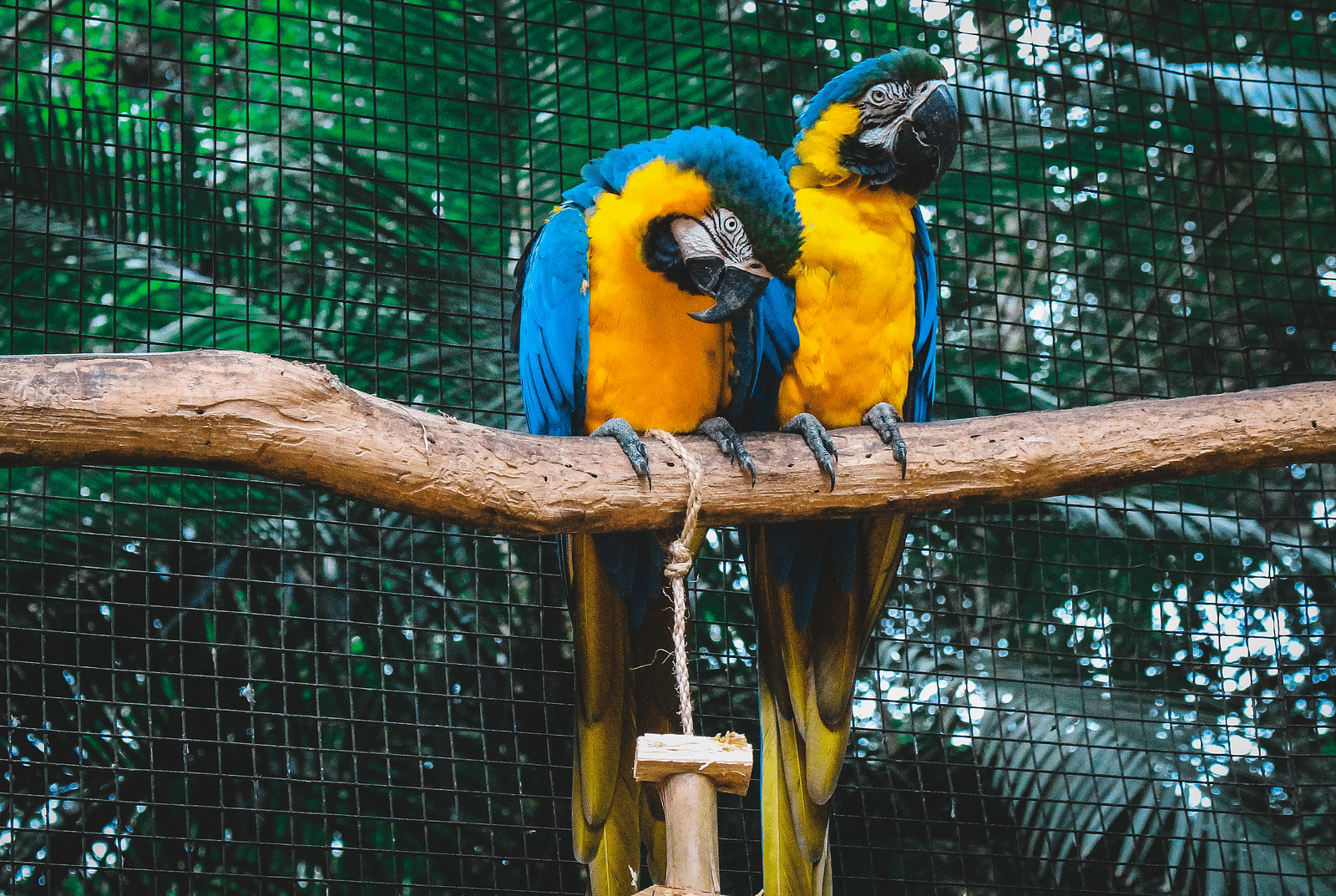 two yellow-coloured parrots sitting on a branch