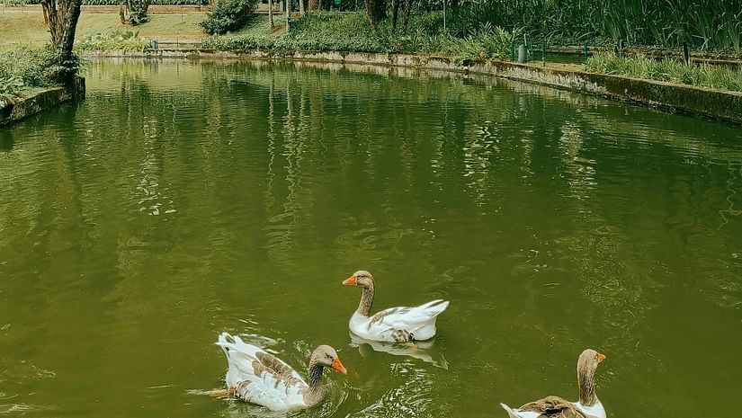 A serene pond with ducks swimming, surrounded by lush greenery.