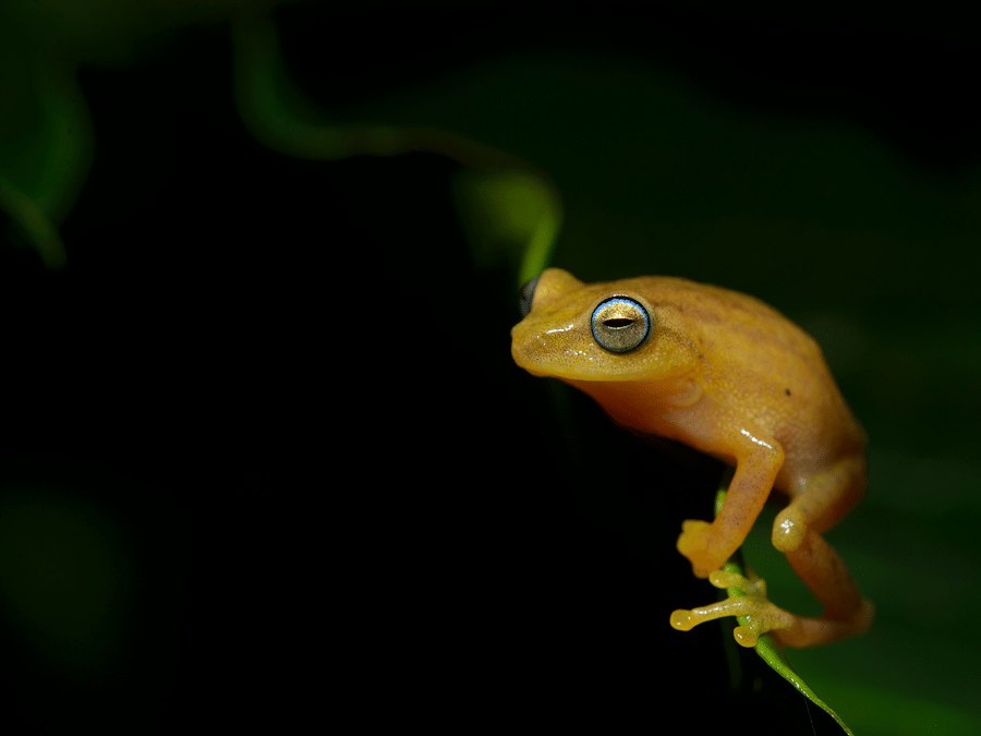 raorchestes-luteolu-santosh-saligram