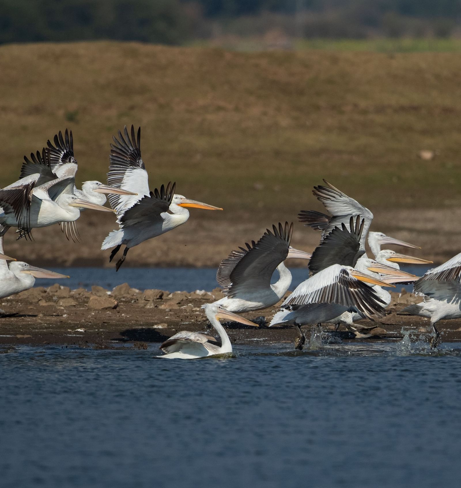 A group of pelicans near a small water body - Utsav Camp