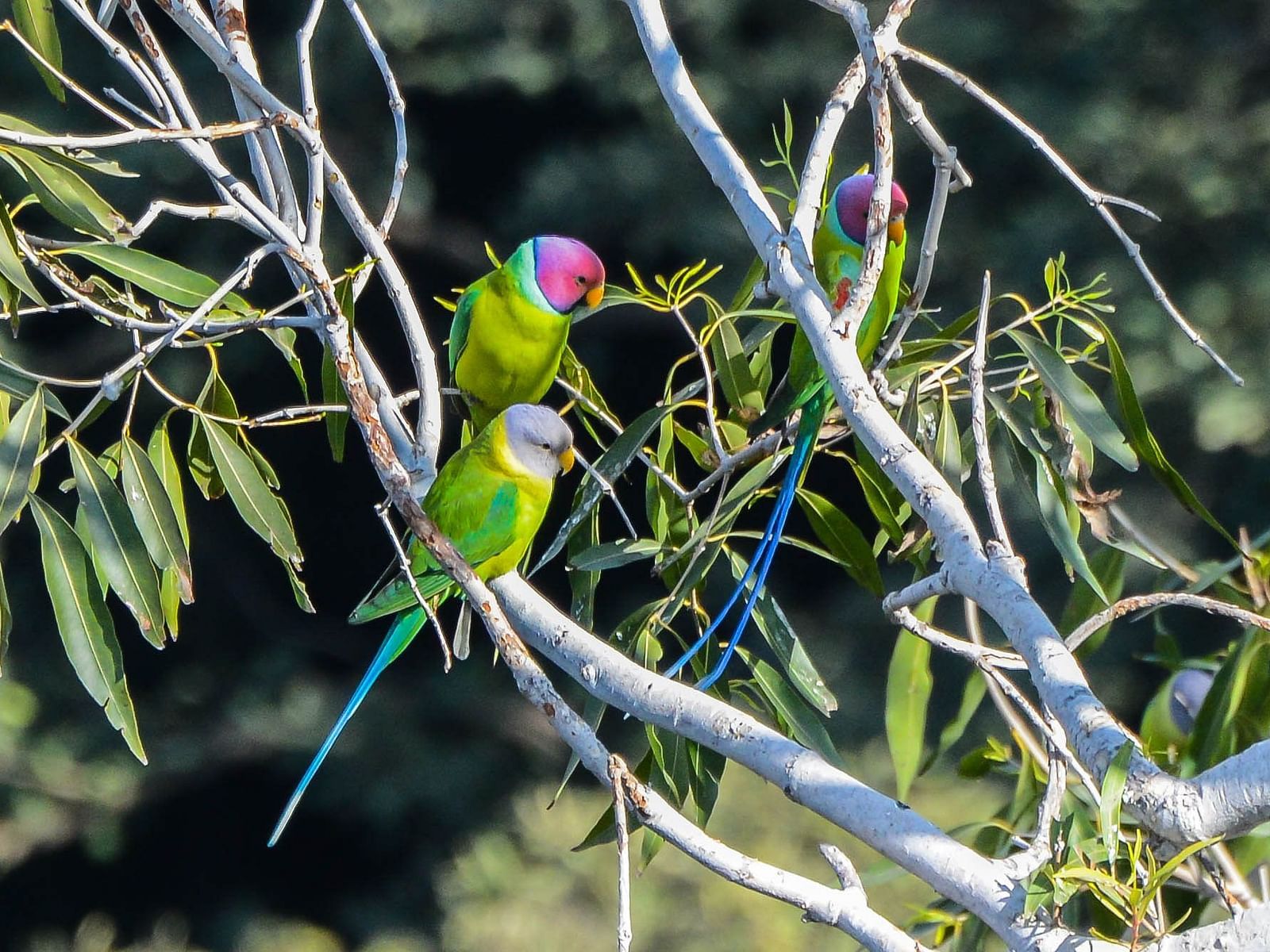 Picture featuring a few Plum Headed Parakeet resting on the branches, captured in the day time