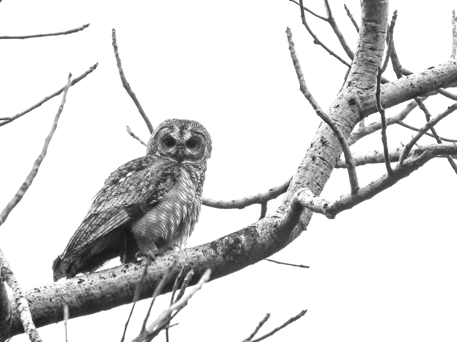 Mottled wood owl 2