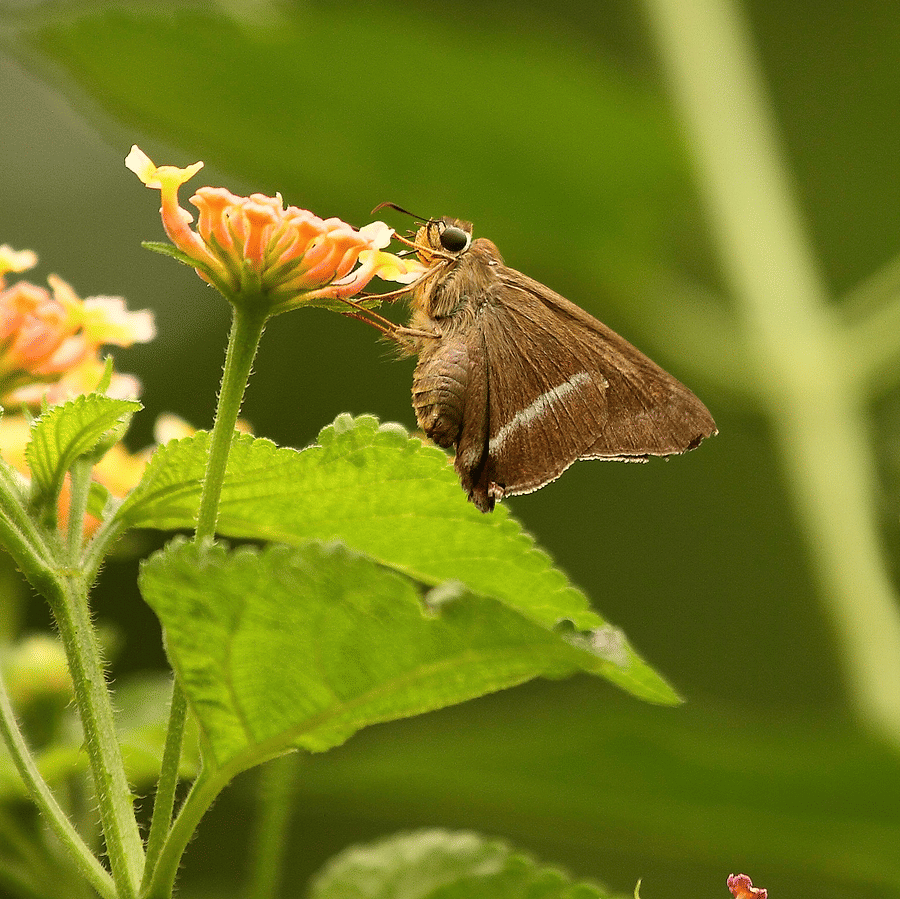 Butterfly Safari in the Western Ghats: a possibility? - Part 2
