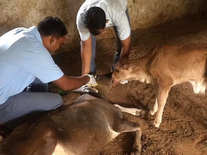 Veterinarian examining a cow as part of Clarks Amer’s animal care initiative