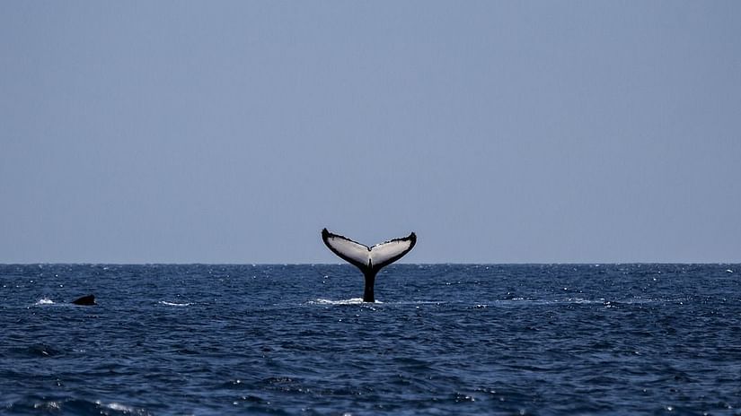 image of a whale tail plunging inside the deep blue ocean