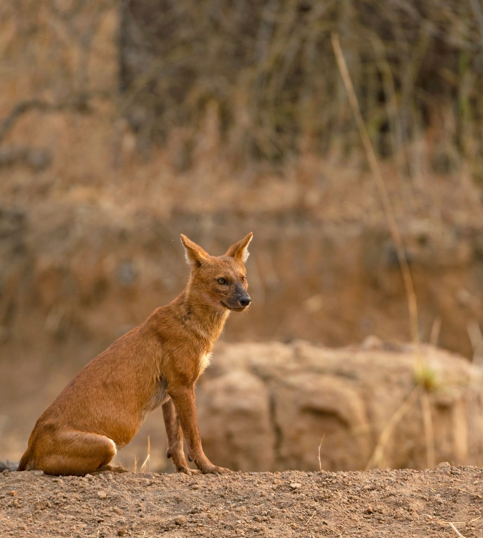 A Dhole sitting next to a mud road at Tadoba National Park.