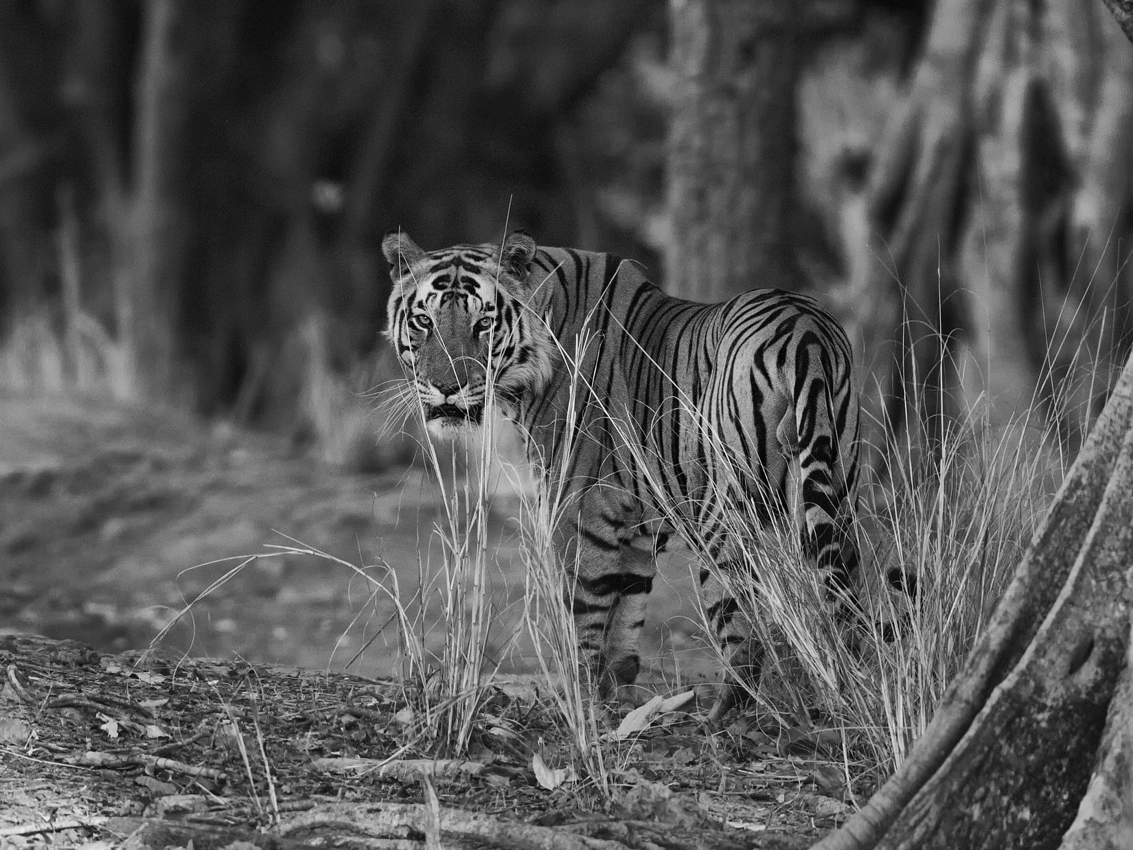 black and white image of a tiger at Bandipur National Park