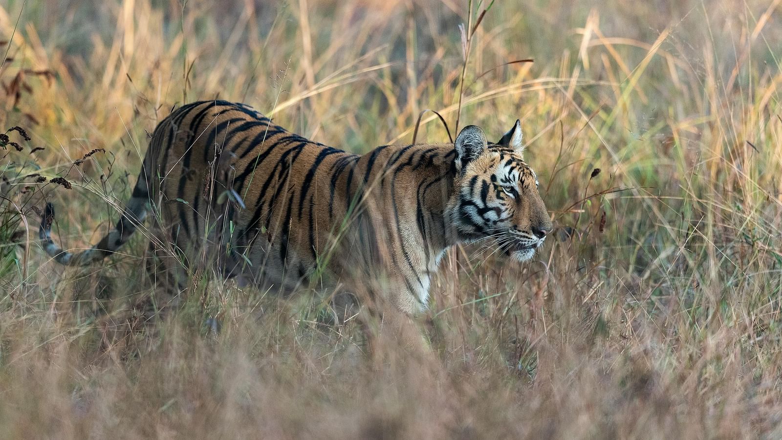 image of a royal bengal tiger advancing swiftly amidst tall grasslands