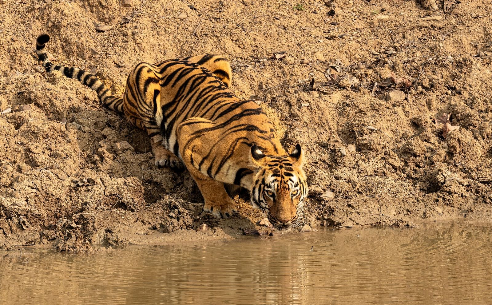 A Bengal water drinking water from a pond at Trees N Tigers, Tadoba.