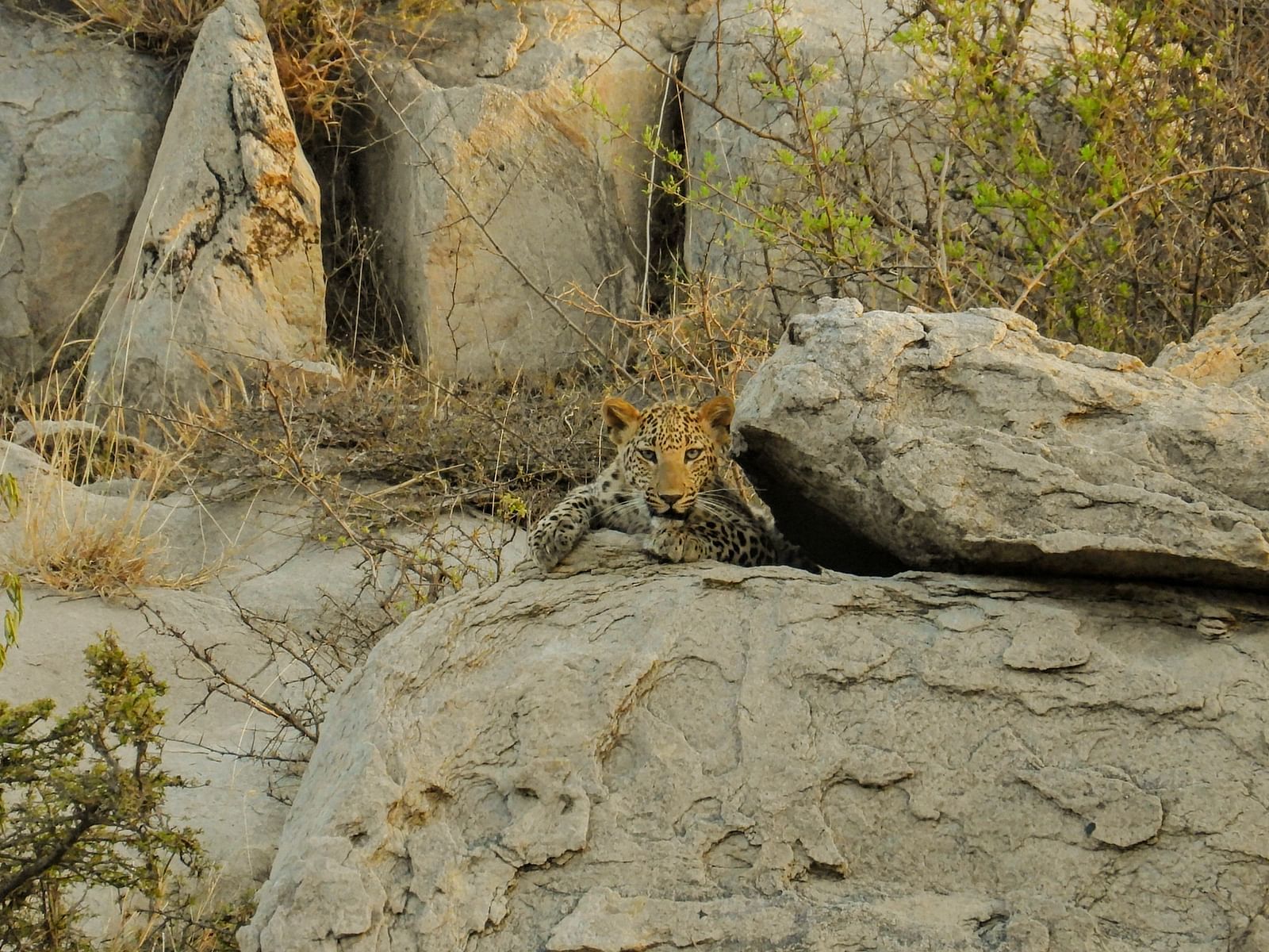Leopard is sitting behind a rocky terrain with boulders and sparse trees in a dry forest setting.
