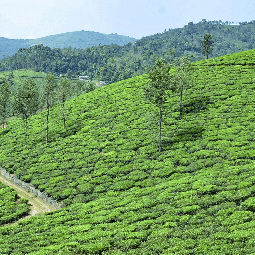 An overview of a tea estate, one of the must-visit places in Vagamon, with a road cutting through below the hill and mountains seen in the background