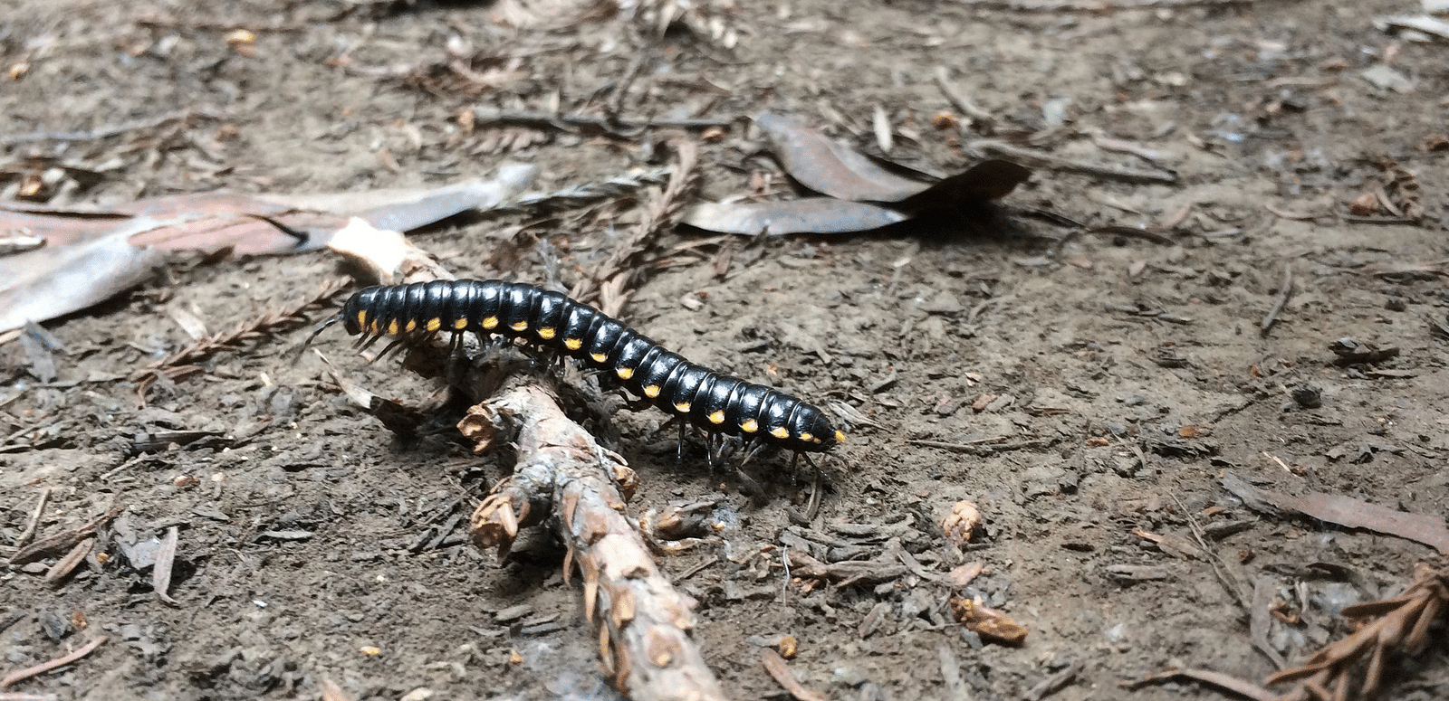 A close-up of a bug resting on a textured surface, surrounded by natural elements in Hendy Woods.