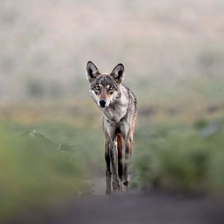 Lone Indian wolf stands alert in a grassy field.