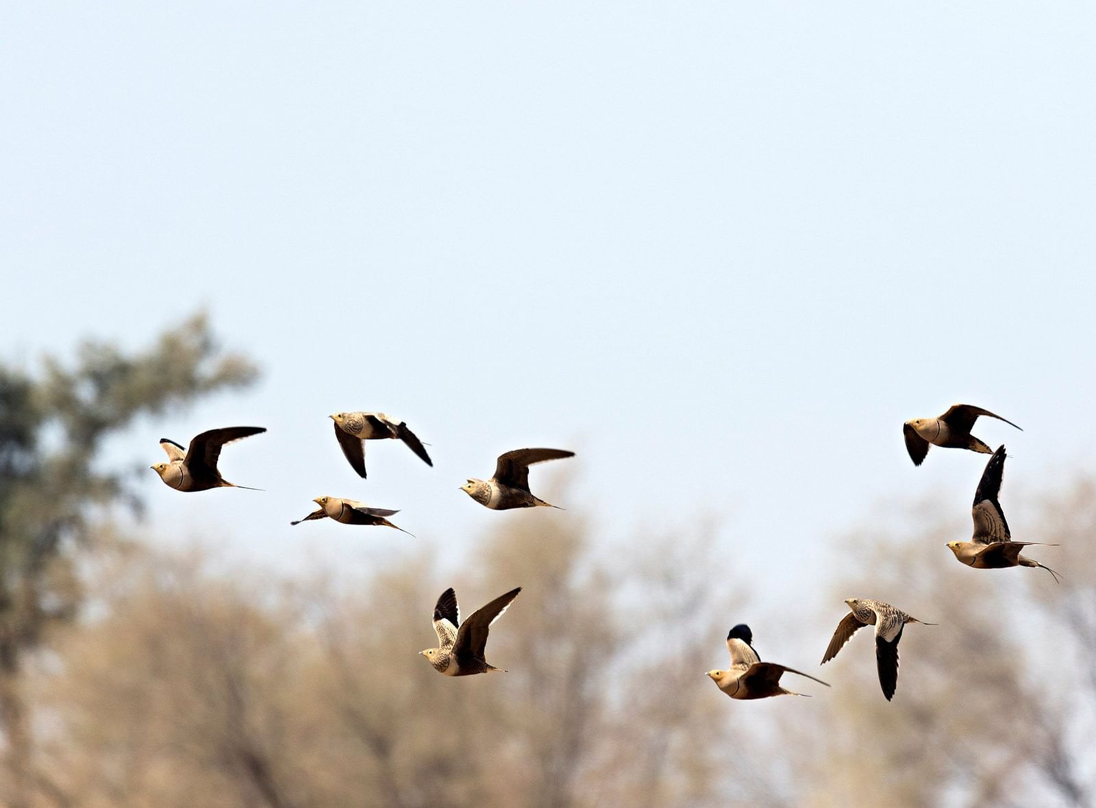 A flock of birds flying through the desert