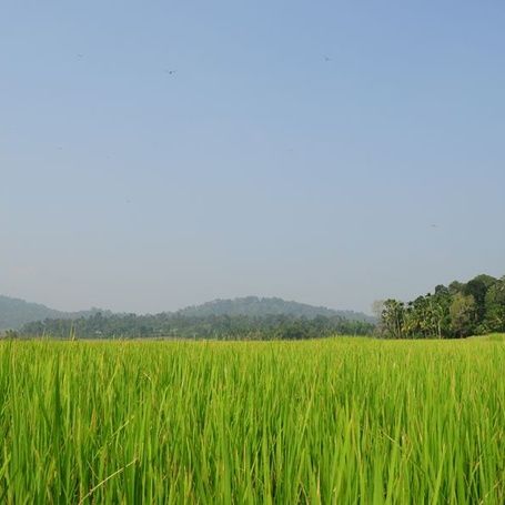 Lush green Kodagu rice field with distant mountains.