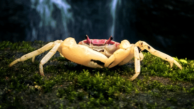 Waterfall Crab - Glubernnatorina longipes