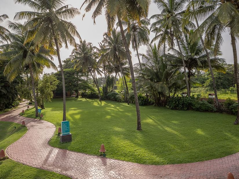 image of a green lawn with a pathway in the foreground with palm trees