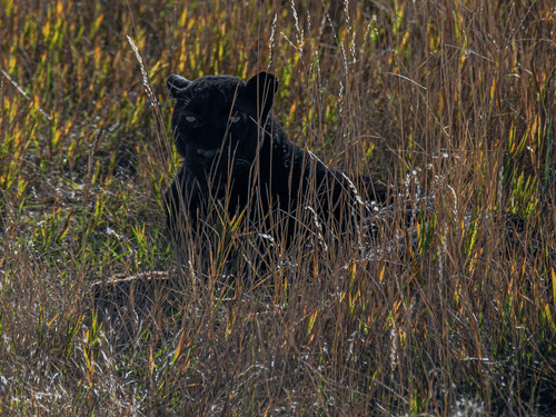 A black panther sitting in a grassland on a sunny day