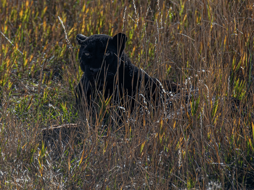 A black panther sitting in a grassland on a sunny day