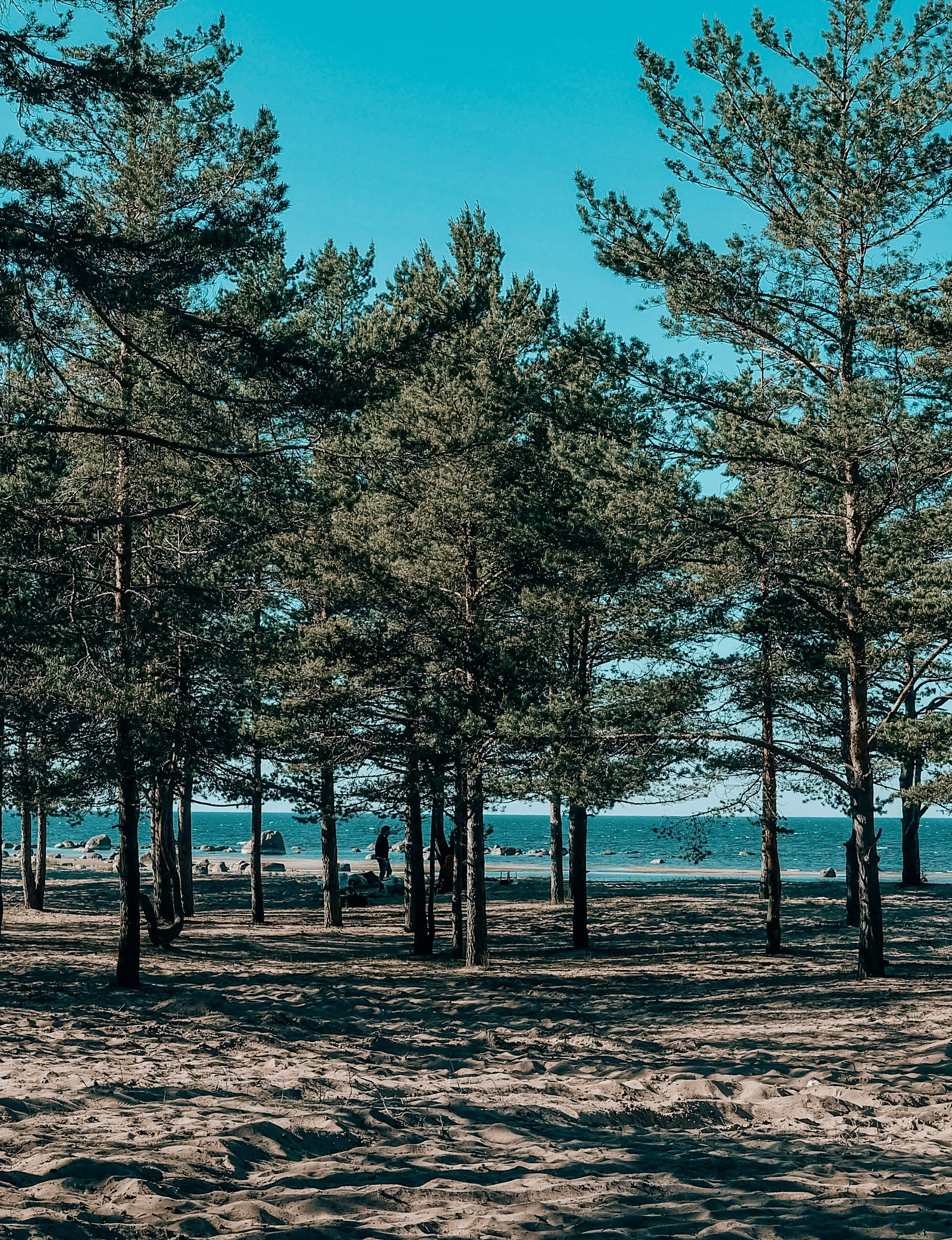 Pine trees growing on sandy ground near the shoreline with the sea visible in the background.